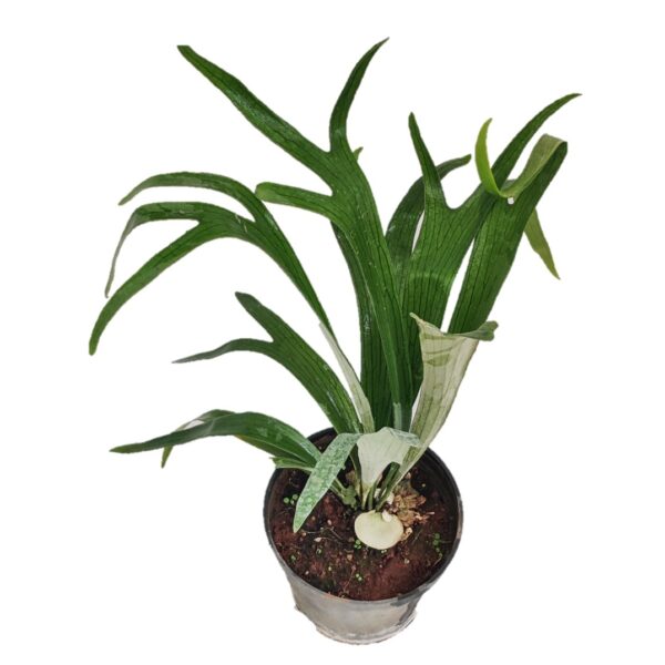 Staghorn Fern / Platycerium 4" Pot