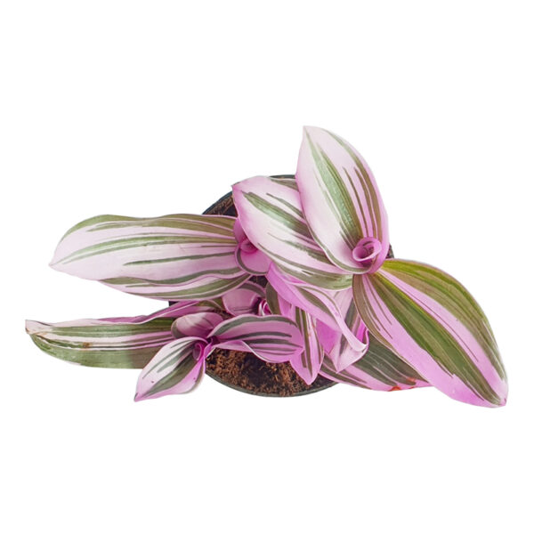 Tradescantia Nanouk
