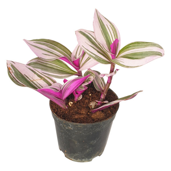 Tradescantia Nanouk - Image 2