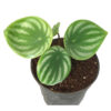 Watermelon Peperomia - Image 2