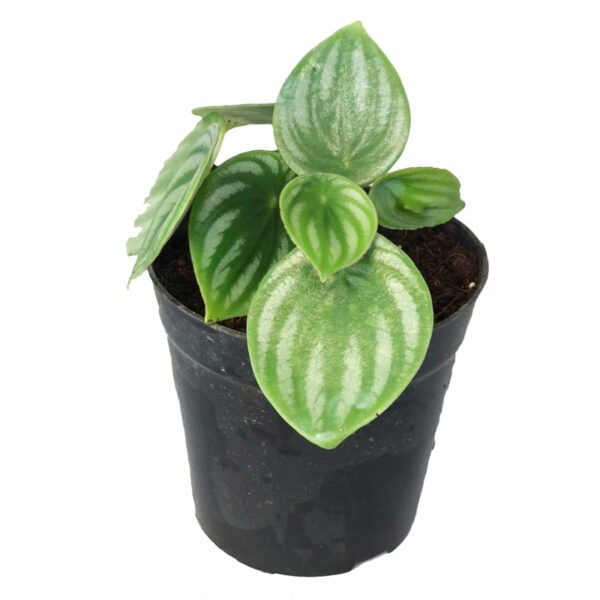 Watermelon Peperomia