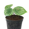 Watermelon Peperomia - Image 3