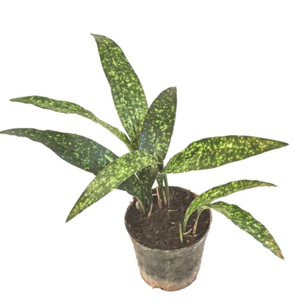 Aspidistra Sichuanensis 'spek-tacular' a.k.a Cast iron 4"Pot