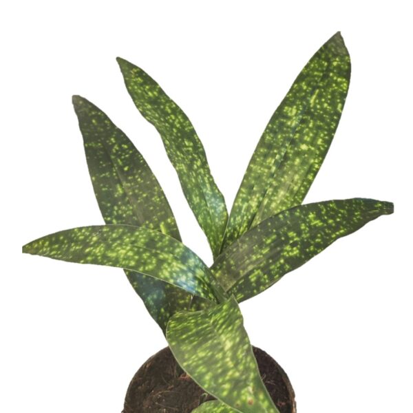 Aspidistra Sichuanensis 'spek-tacular' a.k.a Cast iron 4"Pot - Image 3