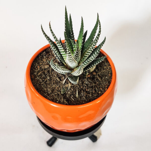 Haworthia Zebra Succulent With Orange Ceramic Pot and Stand - Image 2