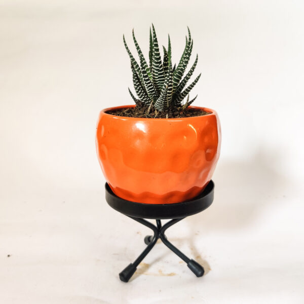 Haworthia Zebra Succulent With Orange Ceramic Pot and Stand