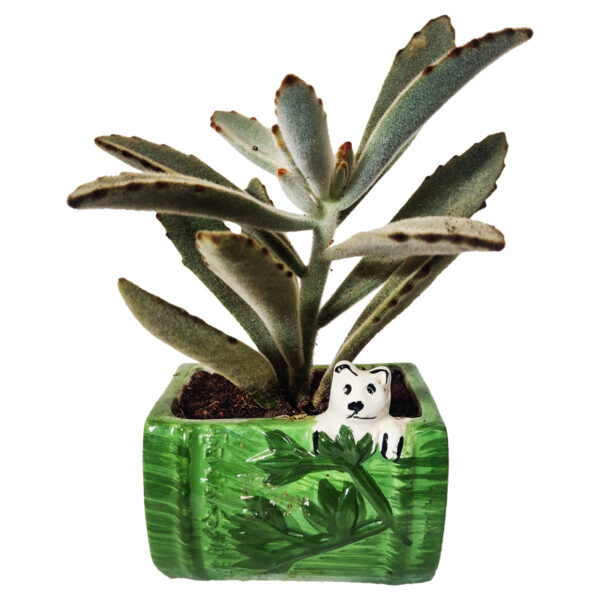 Kalanchoe Tomentosa With Ceramic Pot