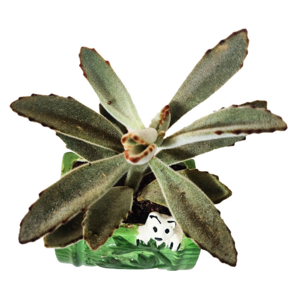 Kalanchoe Tomentosa With Ceramic Pot - Image 2