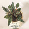 Peperomia Rosso -  With Ceramic pot - Image 2