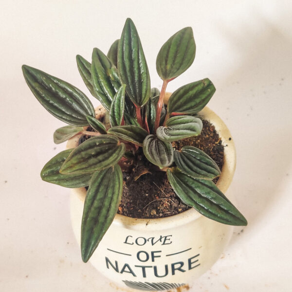 Peperomia Rosso -  With Ceramic pot - Image 2