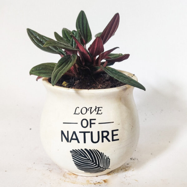 Peperomia Rosso -  With Ceramic pot