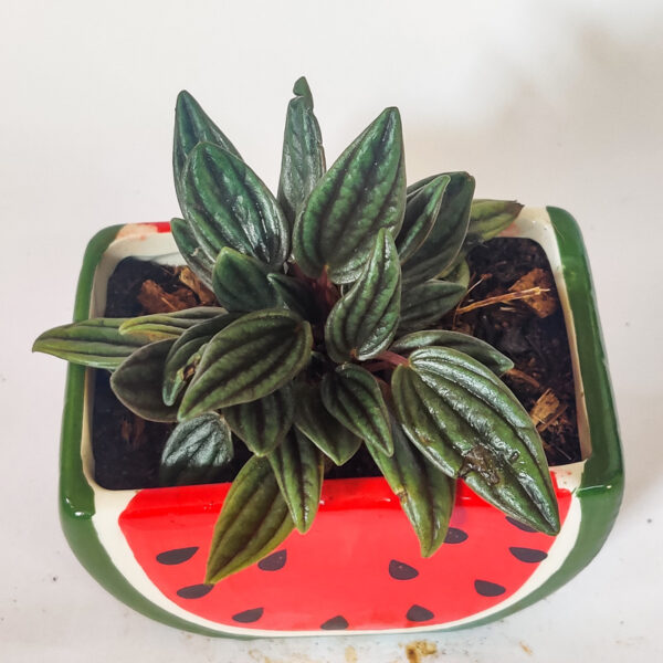 Peperomia Rosso -  With Ceramic pot - Image 3