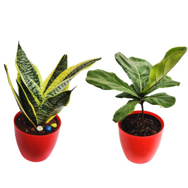 Mother-in-Law's Tongue Variegated and Ficus Lyrata Fiddle Leaf - Indoor Plant with Self watering Plastic Pot, Air Purifier plant