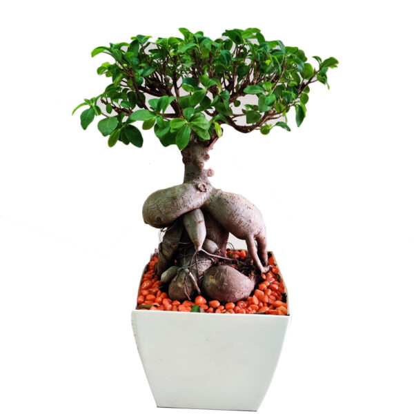 Ficus Bonsai - 12 Year Old  in self watering pot (Bangalore Delivery Only) - Image 2