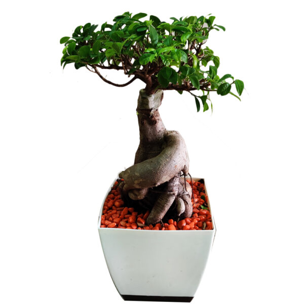 Ficus Bonsai - 12 Year Old  in self watering pot (Bangalore Delivery Only)