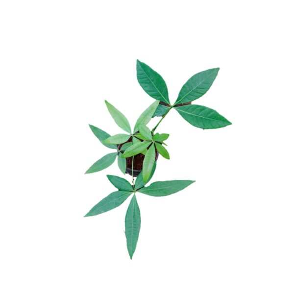 Pachira Aquatica - Money tree plants - Image 3