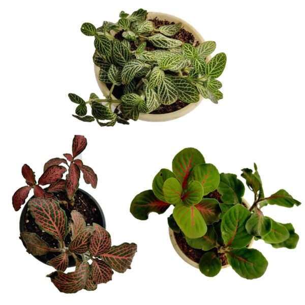 Pack of 3 Fittonia - Indoor Plant with Plastic Pot
