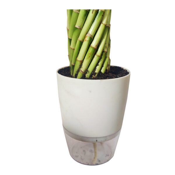 Wheel Bamboo in Self Watering Pot - Image 2
