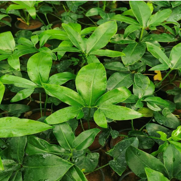 Philodendron Goeldii Plant – Bangalore Delivery - Image 2