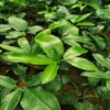 Philodendron Goeldii Plant – Bangalore Delivery - Image 3