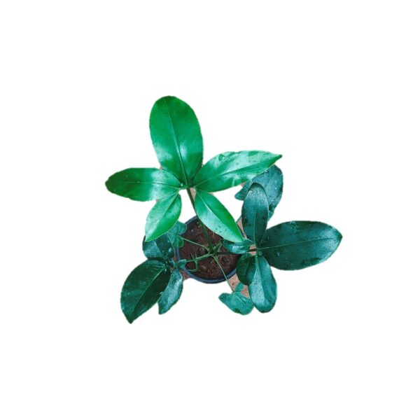 Philodendron Goeldii Plant – Bangalore Delivery