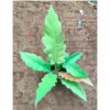 Rare indoor plant- philodendron golden Pluto - Image 3