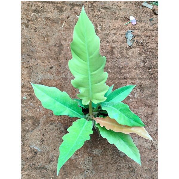 Rare indoor plant- philodendron golden Pluto - Image 3