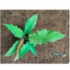 Rare indoor plant- philodendron golden Pluto - Image 2