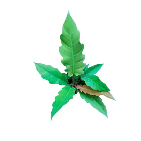 Rare indoor plant- philodendron golden Pluto