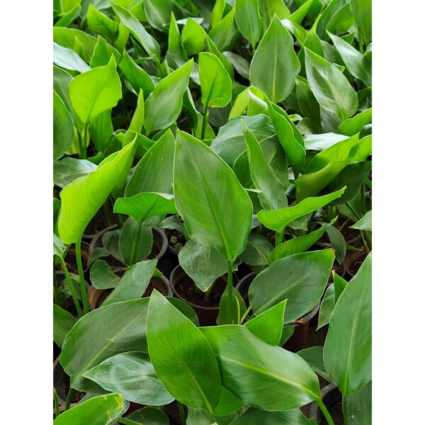 White Bird of Paradise / Strelitzia Nicolai - Image 3