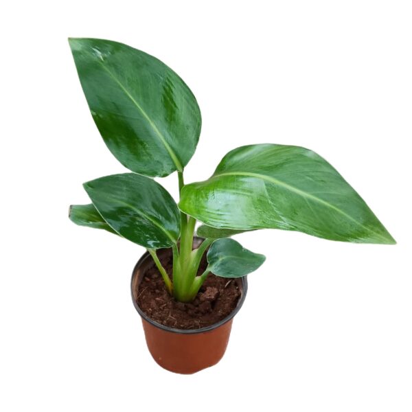 White Bird of Paradise / Strelitzia Nicolai