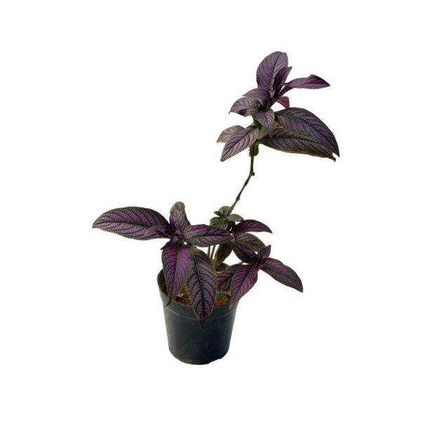 Strobilanthes dyerianus - Persian Shield - Image 4
