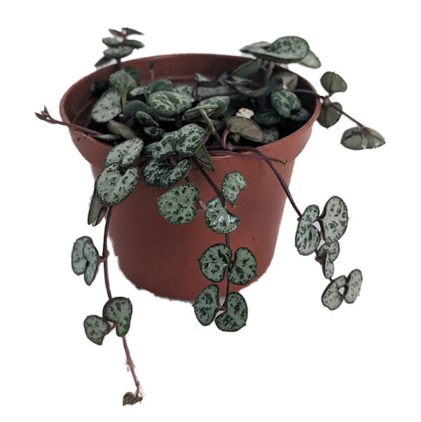 String of Hearts (Ceropegia woodii) plants with 3" Plastic Pot