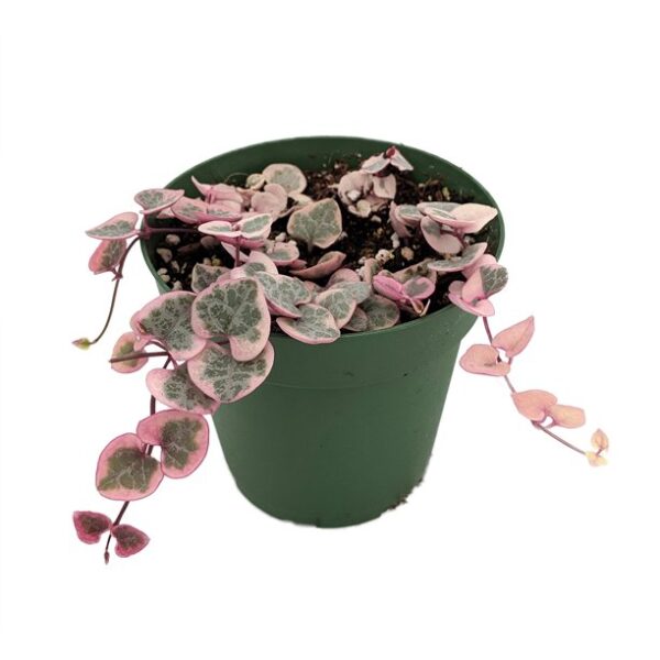 String of Hearts variegated(Ceropegia woodii) plants with 3" Plastic Pot