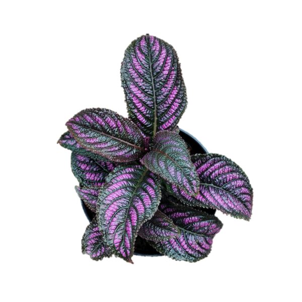 Strobilanthes dyerianus - Persian Shield