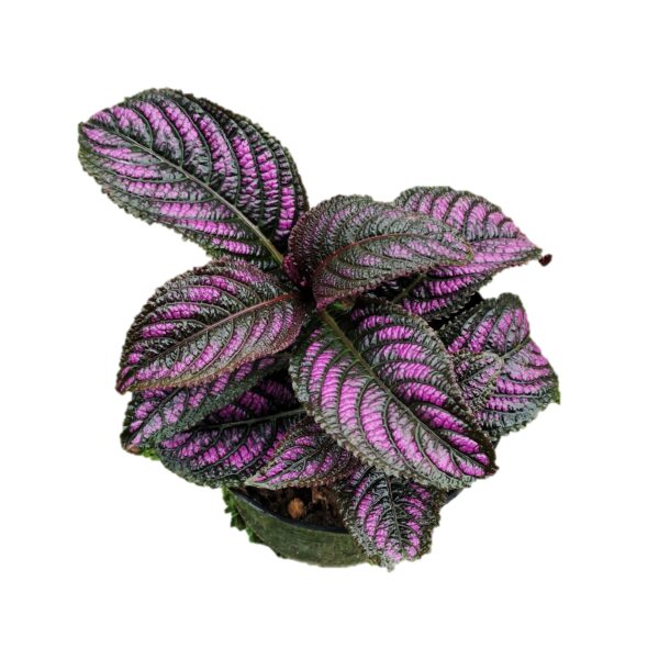 Strobilanthes dyerianus - Persian Shield - Image 2