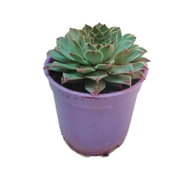 Lakshmi Kamal | Sempervivum tectorum | Common Houseleek | Red Tip - Image 3