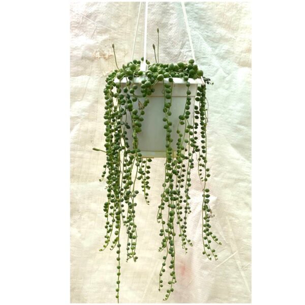 String Of Pearls (Pearl Plant) In Hanging Pot