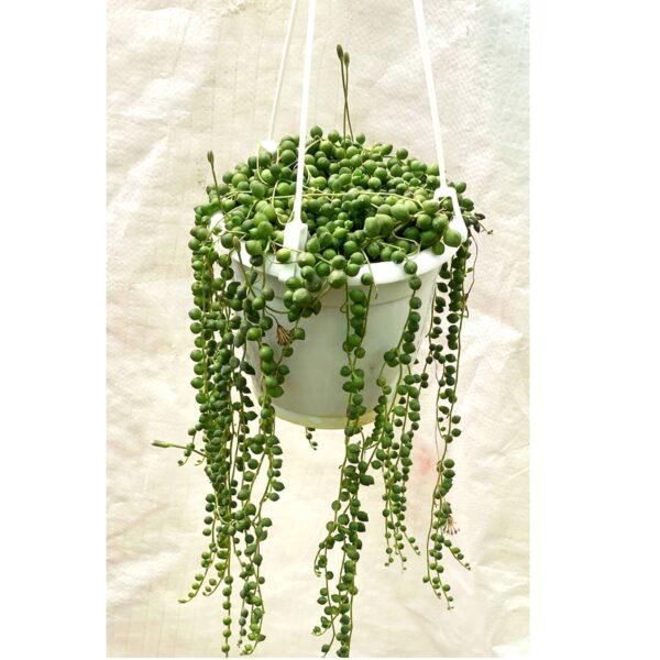String Of Pearls (Pearl Plant) In Hanging Pot - Image 2