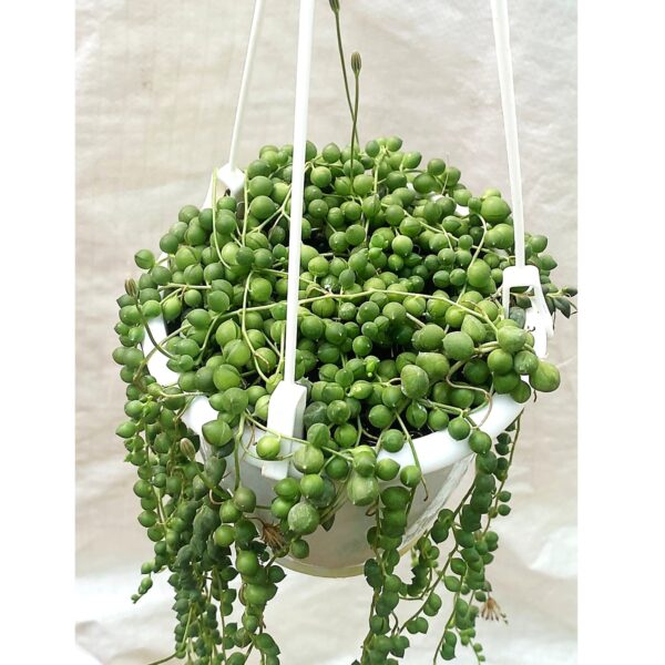 String Of Pearls (Pearl Plant) In Hanging Pot - Image 3