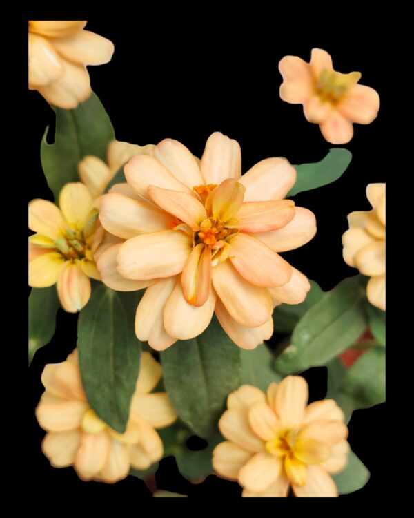Zinnia-Pack of 5 - Image 2