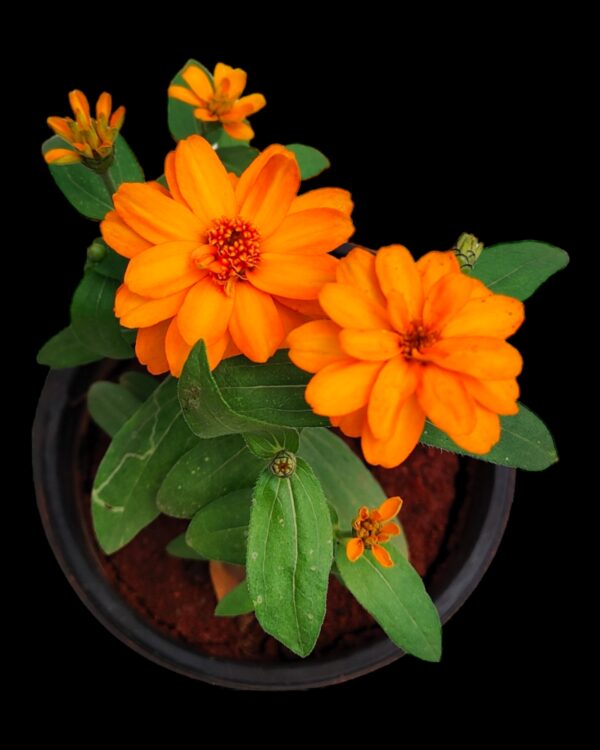 Zinnia-Pack of 5 - Image 3