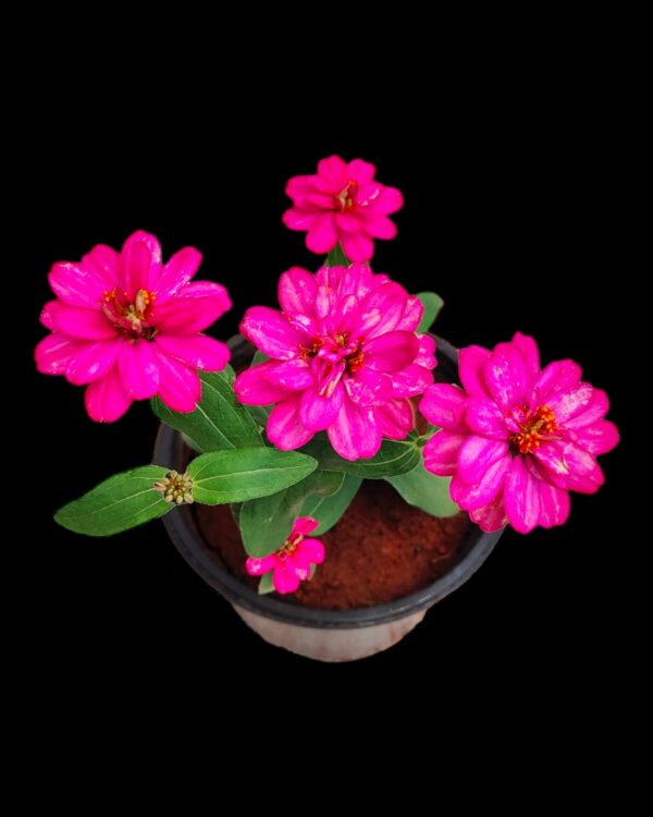Zinnia-Pack of 5 - Image 5