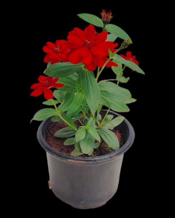 Zinnia-Pack of 5 - Image 6