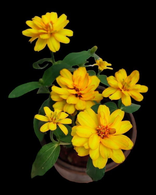 Zinnia-Pack of 5 - Image 4