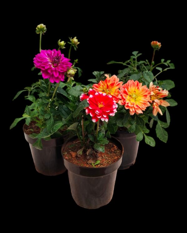 Dahlia-Pack of 3 - Image 2