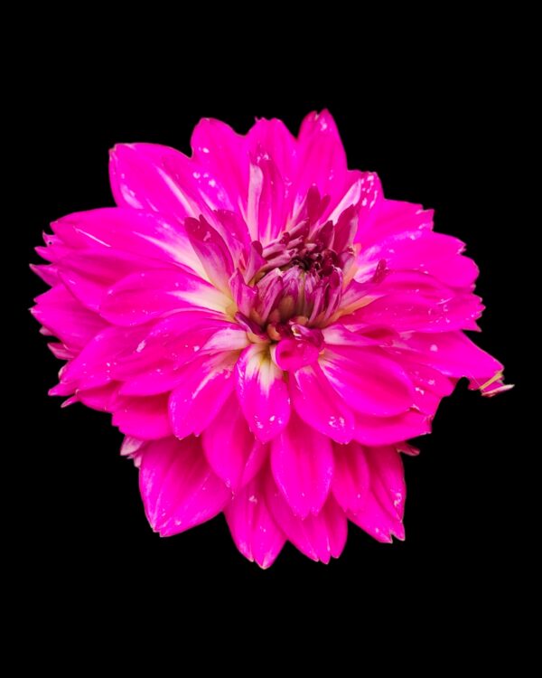 Dahlia-Pack of 3 - Image 3