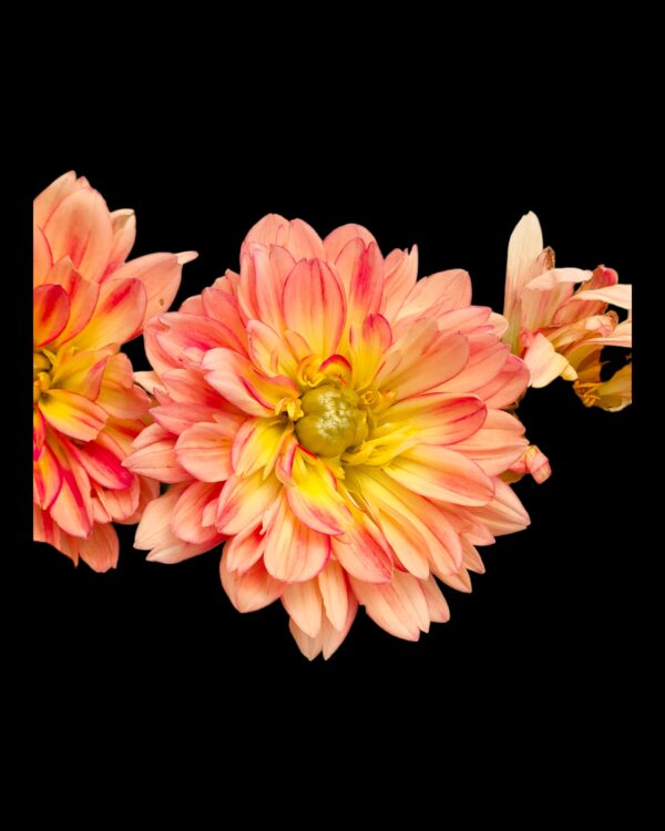 Dahlia-Pack of 3 - Image 4