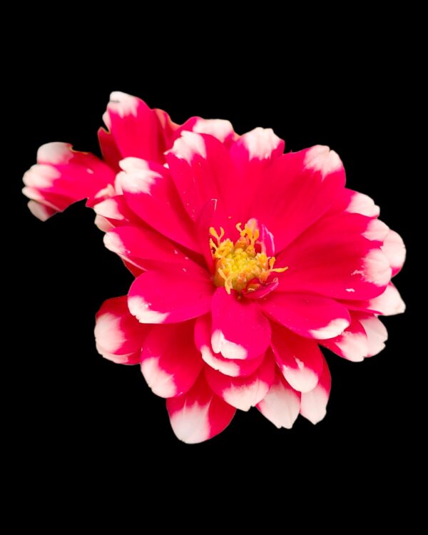 Dahlia-Pack of 3 - Image 5