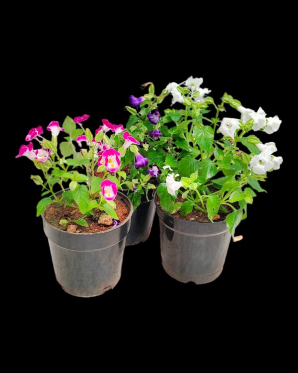 Torenia-pack of 3 - Image 3